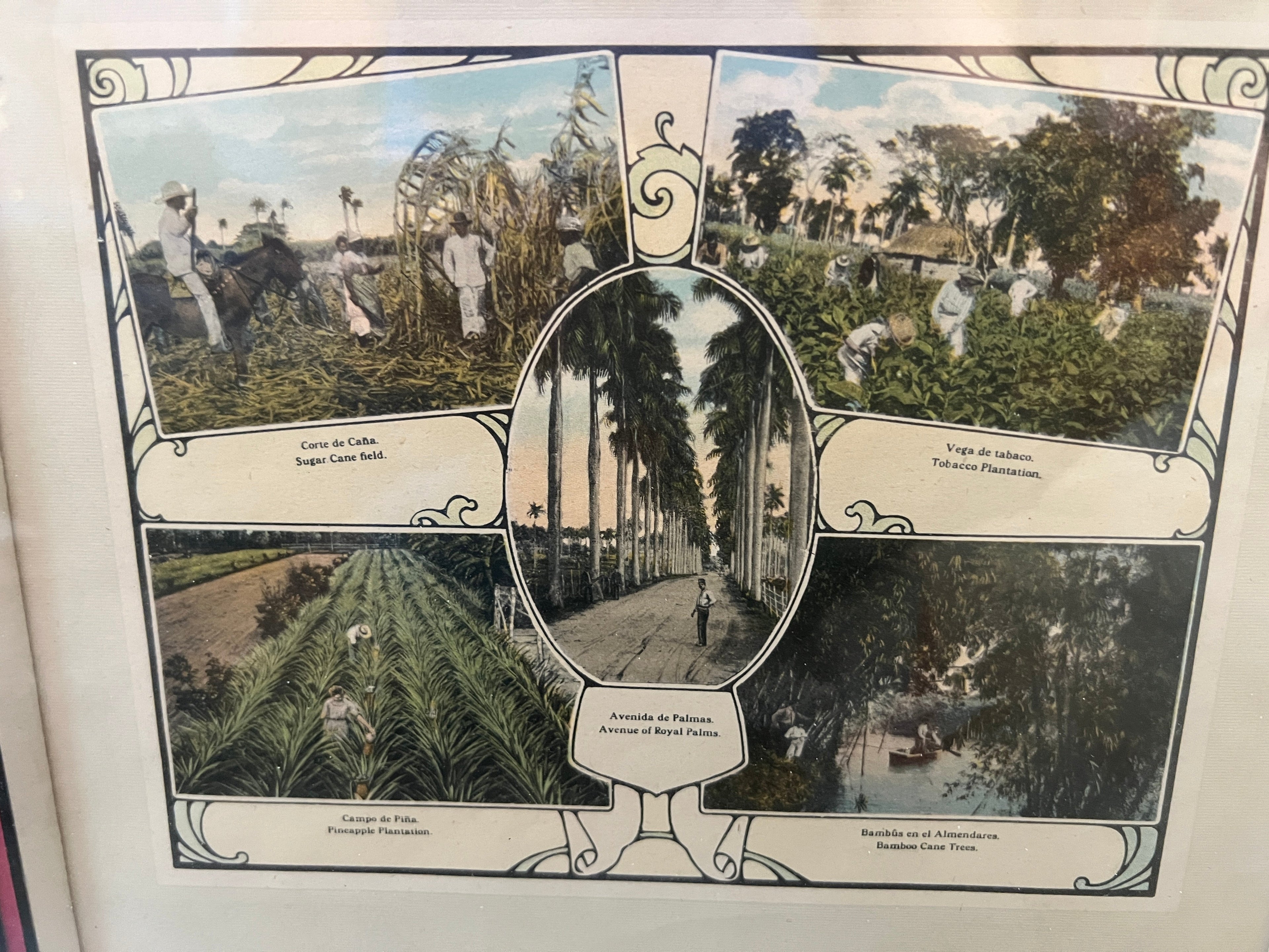 Photographs of Cuban Landscapes - Agricultural Fields of the 1950s