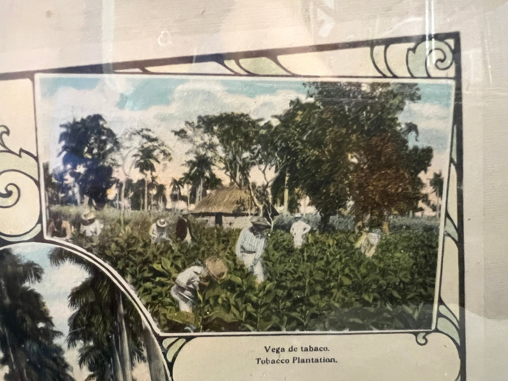 Photographs of Cuban Landscapes - Agricultural Fields of the 1950s