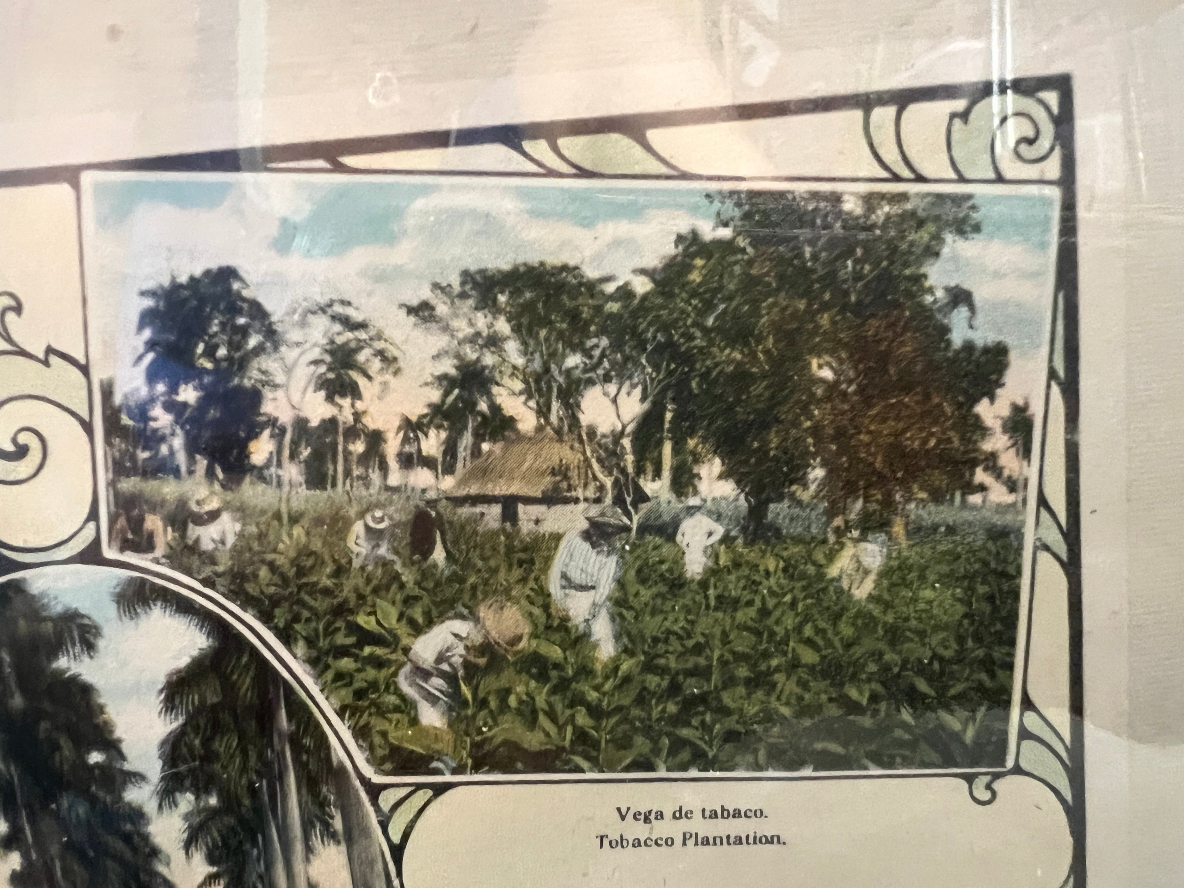 Photographs of Cuban Landscapes - Agricultural Fields of the 1950s